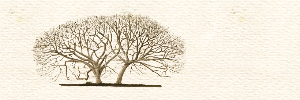 #caption-1 PEDRO CRACCO. Anatomía artística de los vegetales