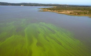 laguna del sauce contaminada