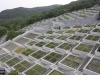 AWAJI YUMEBUTAI, ANDO, TADAO, 1995, HYOGO, AUTOR DE LA TOMA: IGNACIO TURCATTI